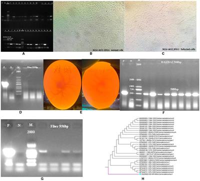 First identification of canine adenovirus 1 in mink and bioinformatics analysis of its 100 K protein